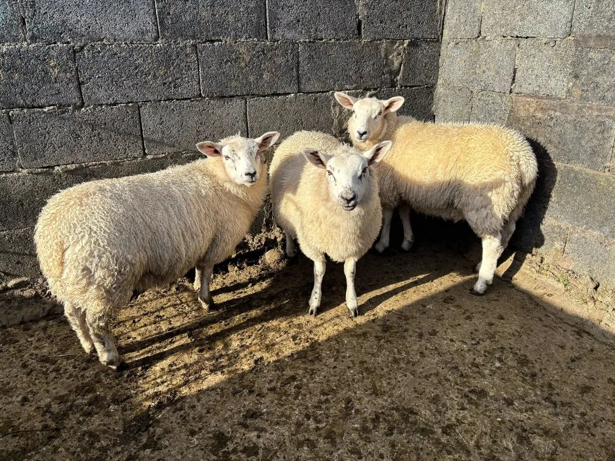 3 Texel Ewe Lambs - Image 2