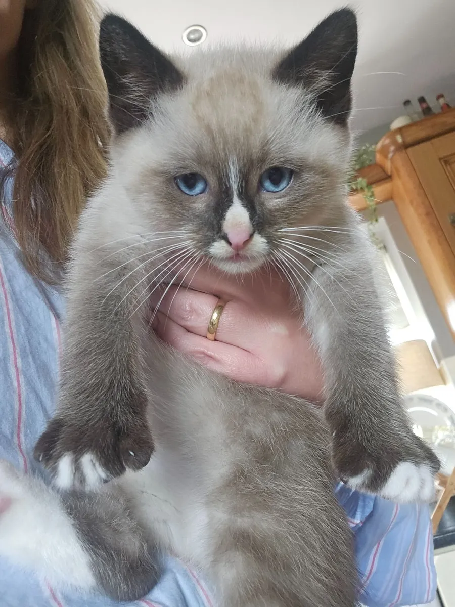Ragdoll kittens - Image 4
