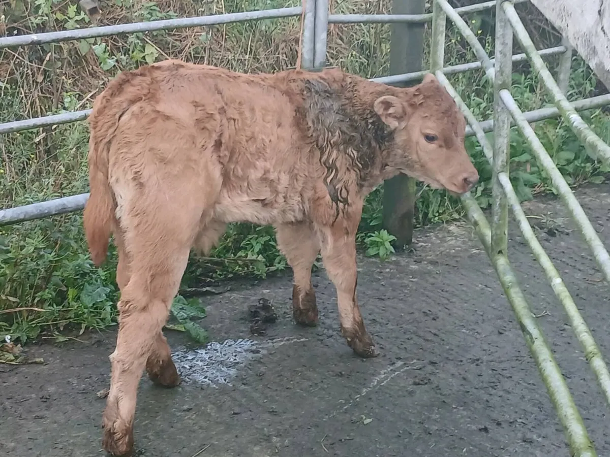 SUPER LIM U GRADE LIM BULL CALF OUT OF A SUPER COW - Image 2
