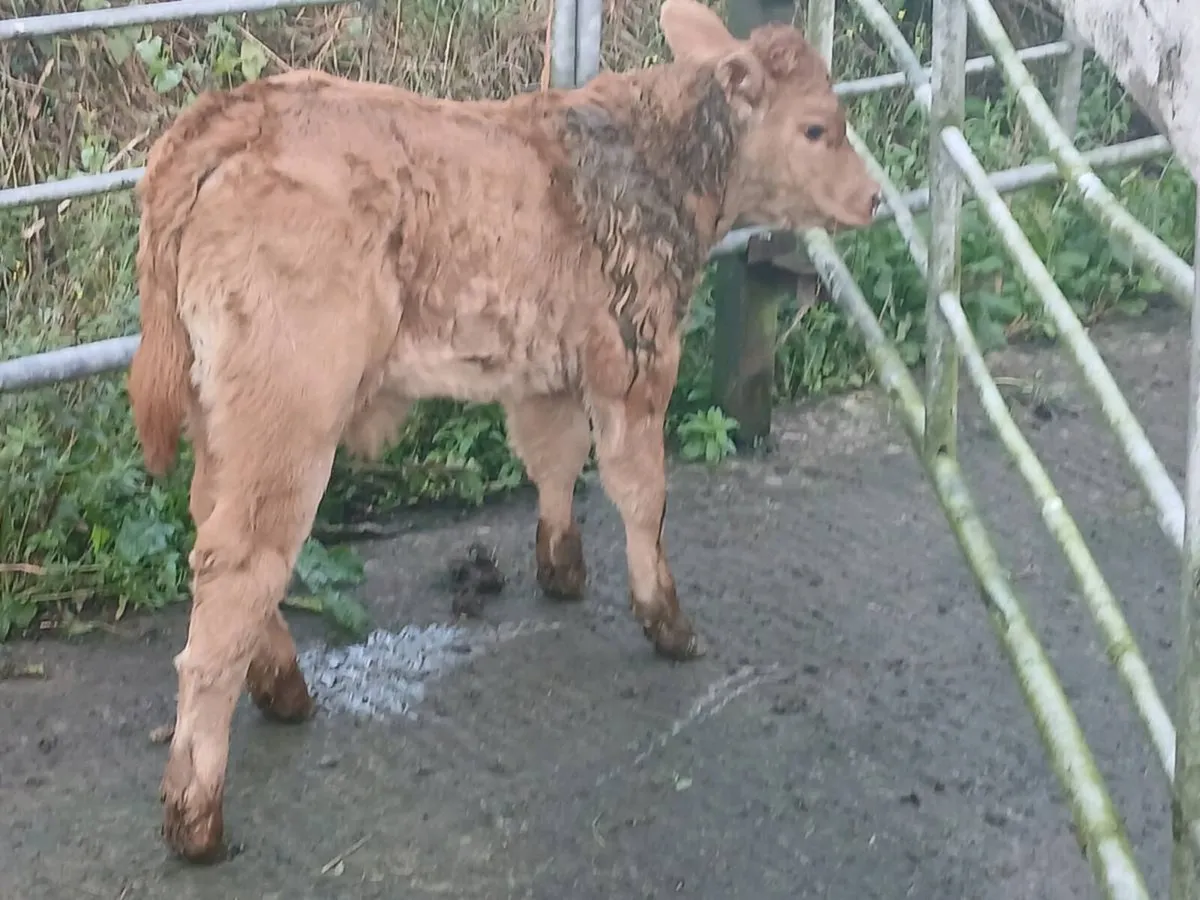 SUPER LIM U GRADE LIM BULL CALF OUT OF A SUPER COW - Image 3