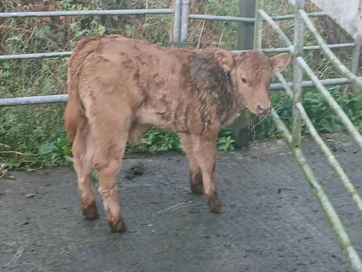 SUPER LIM U GRADE LIM BULL CALF OUT OF A SUPER COW - Image 4