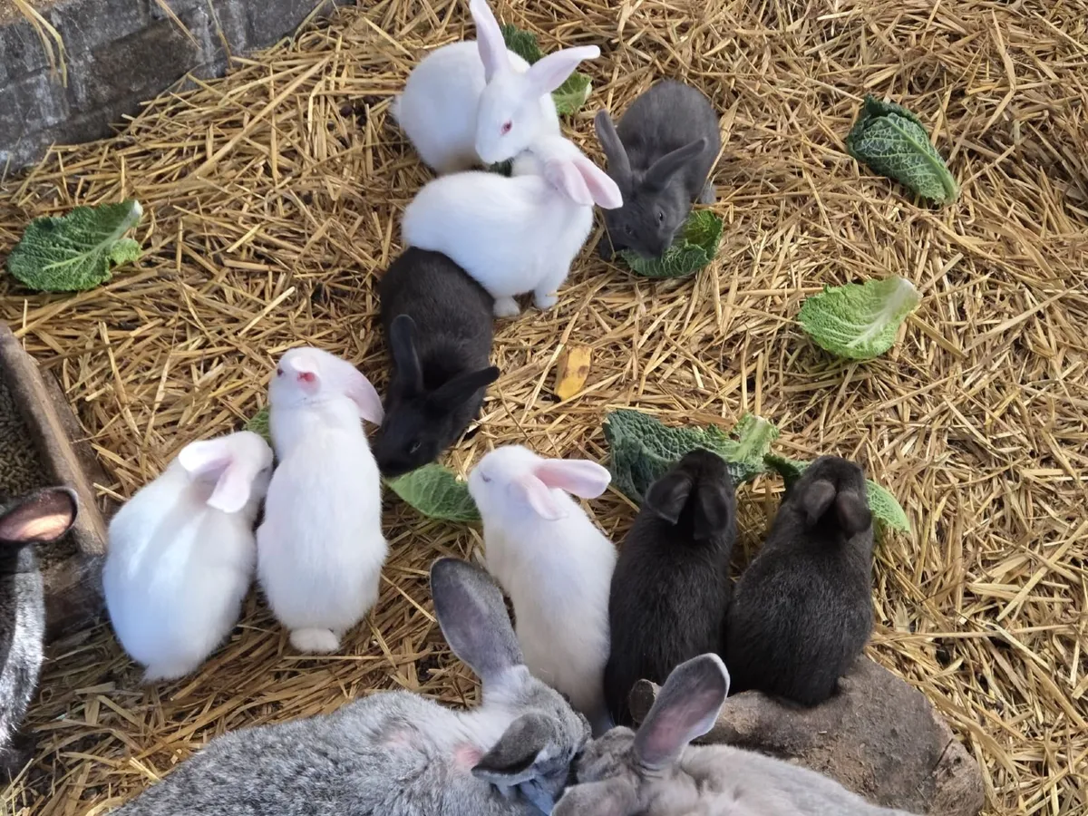 Bunnies - Image 1