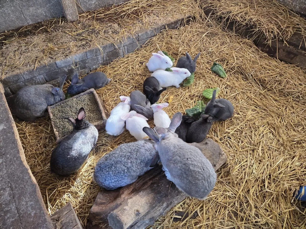 Bunnies - Image 2