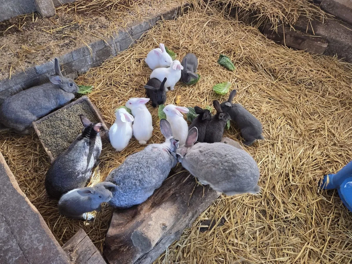 Bunnies - Image 3