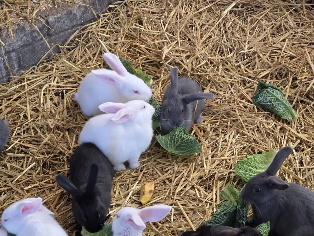Bunnies - Image 4
