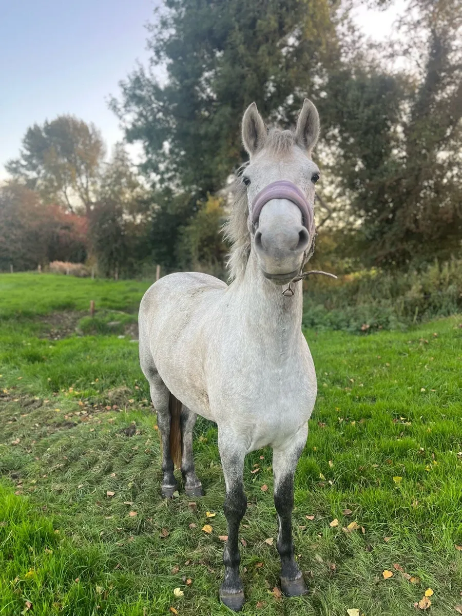 14.2hh 4yo mare - Image 2
