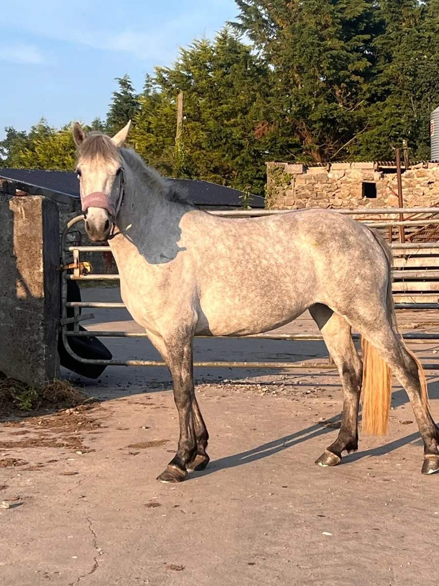 14.2hh 4yo mare - Image 1