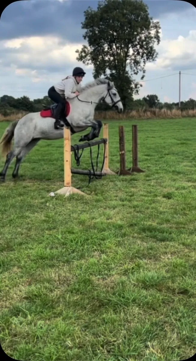 14.2hh 4yo mare - Image 3