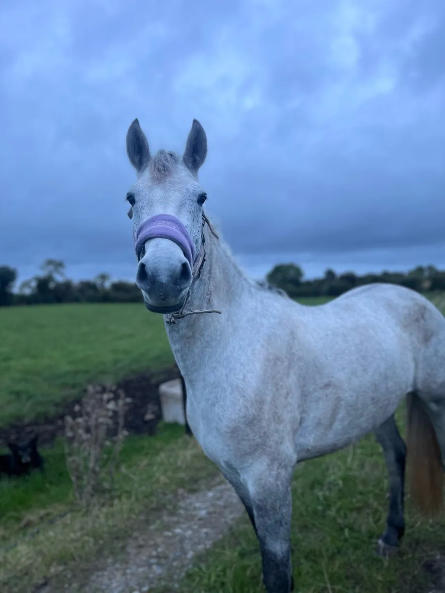 14.2hh 4yo mare - Image 4