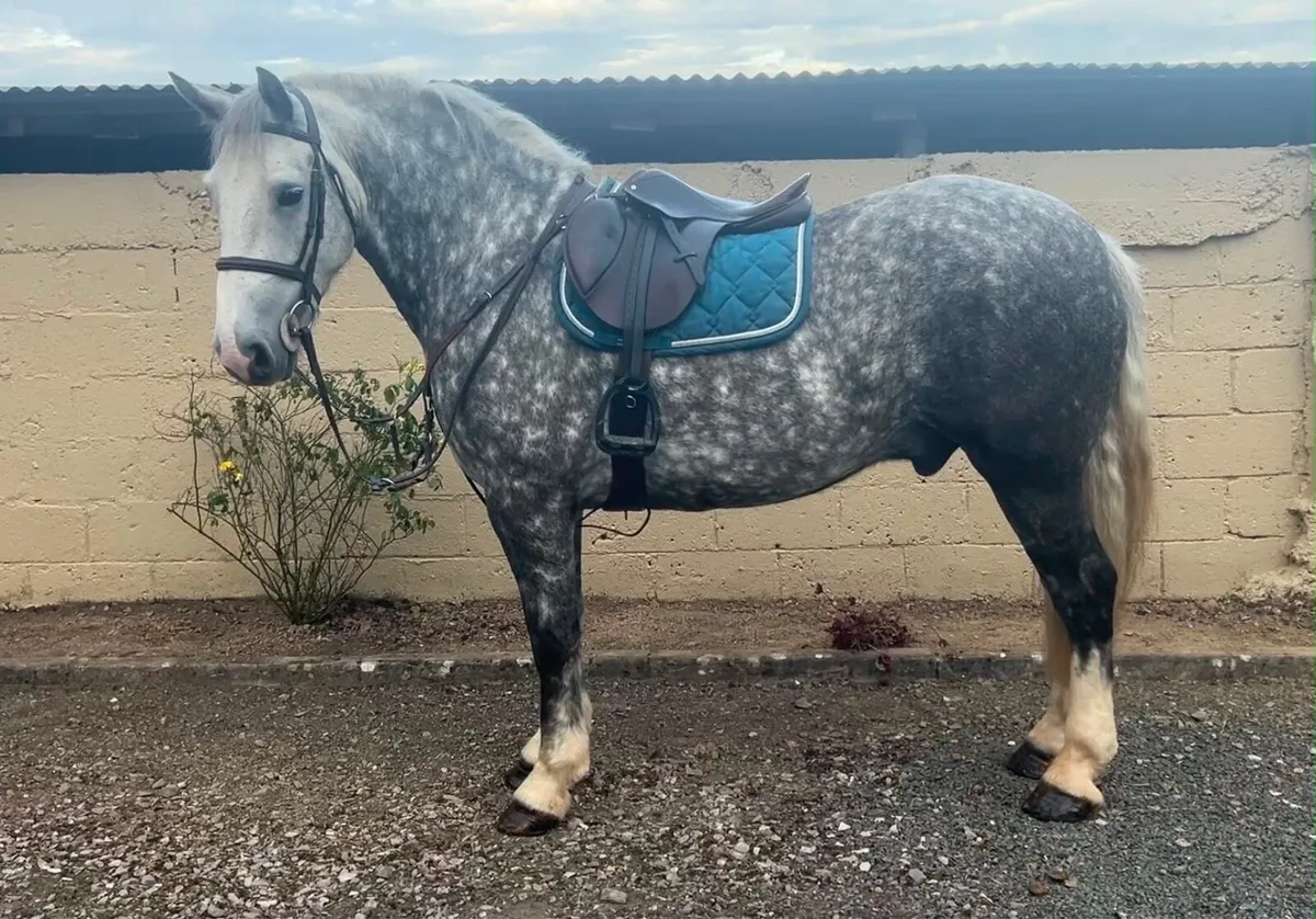 Horse - Image 1