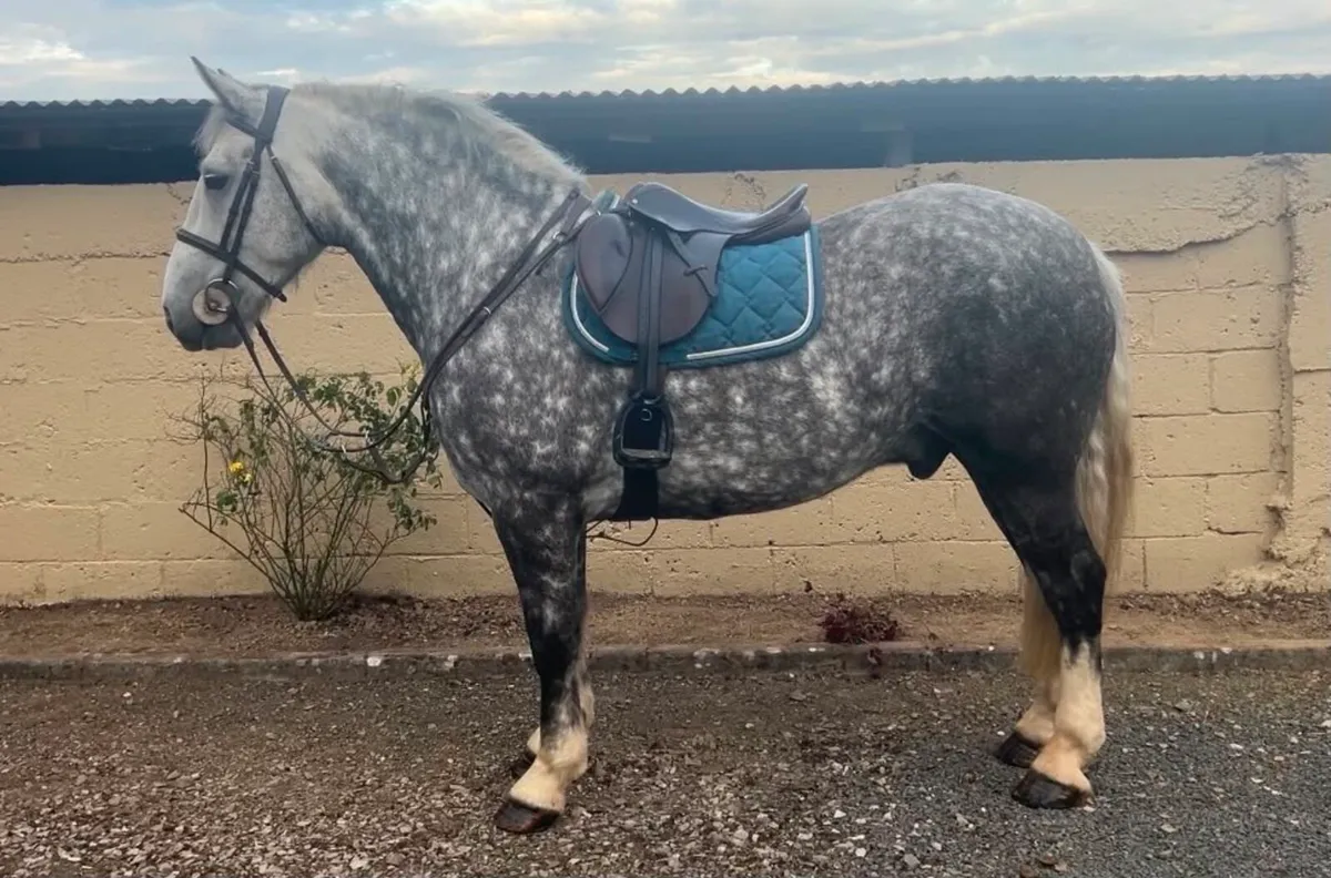 Horse - Image 2