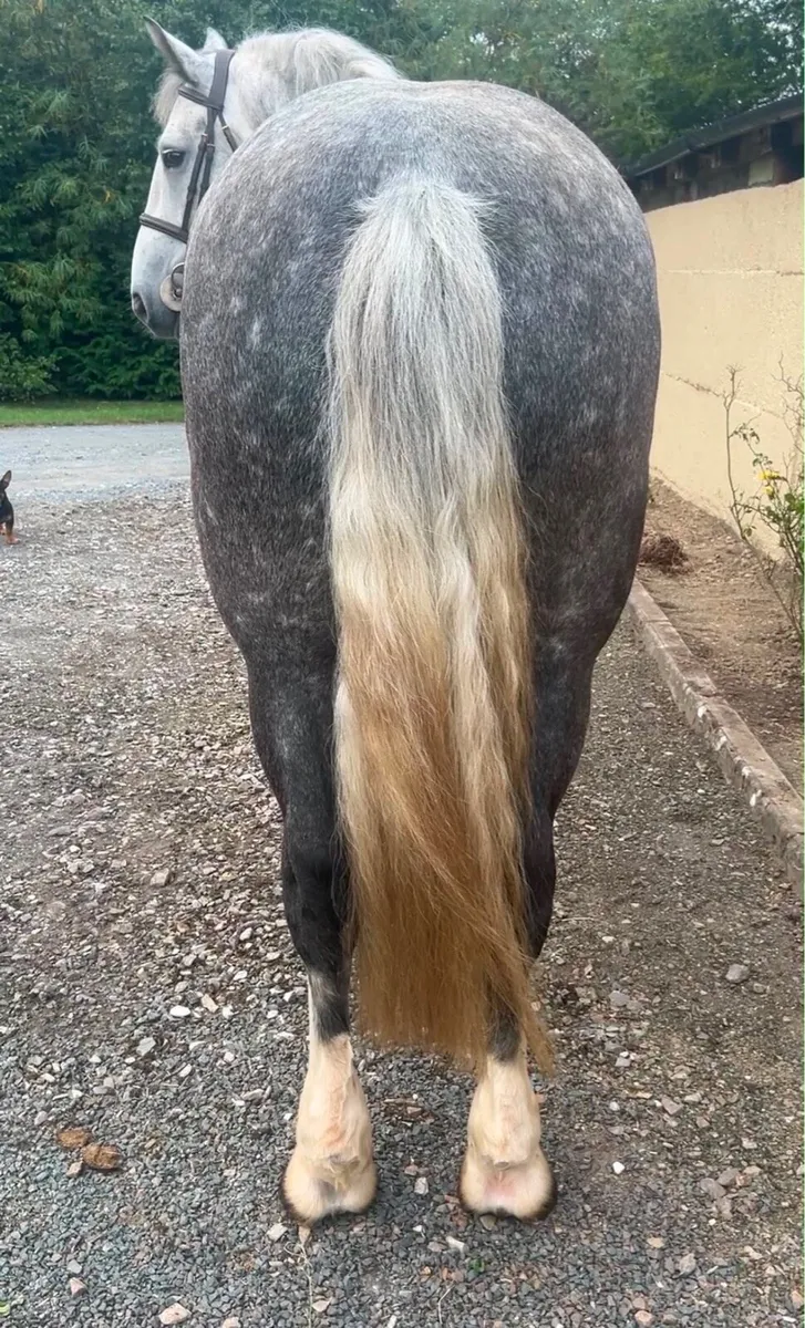 Horse - Image 3