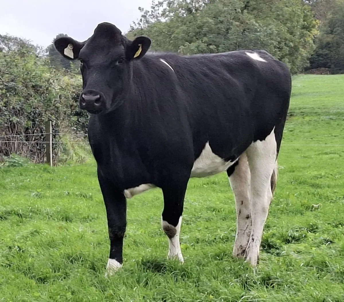 Friesians - Mountain Online Sale - Image 1