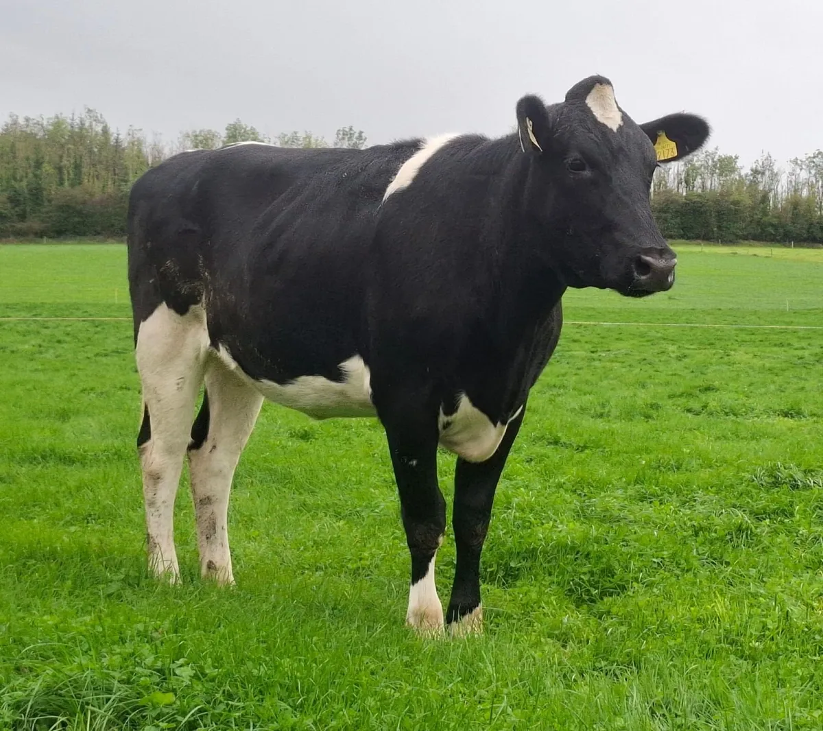 Friesians - Mountain Online Sale - Image 4