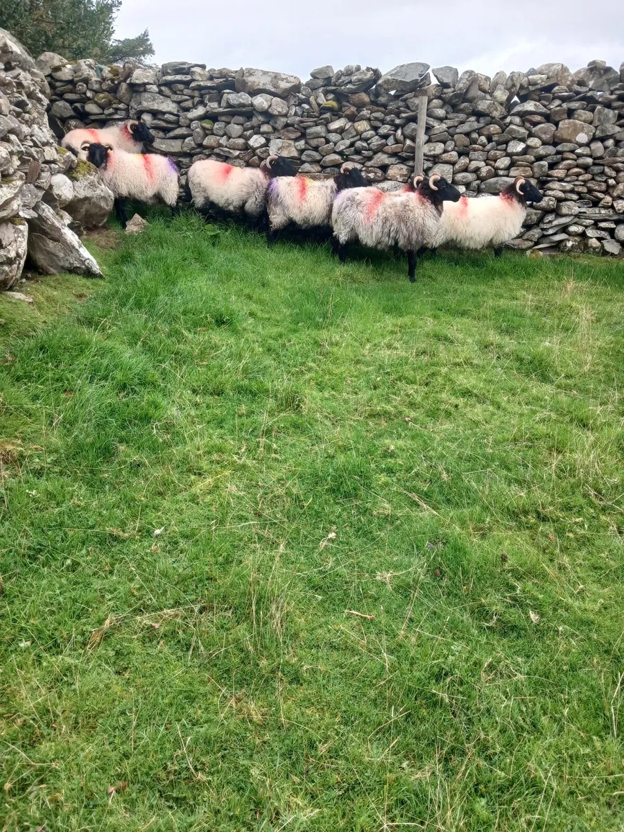 Mayo Mountain Ewe Hoggets - Image 1