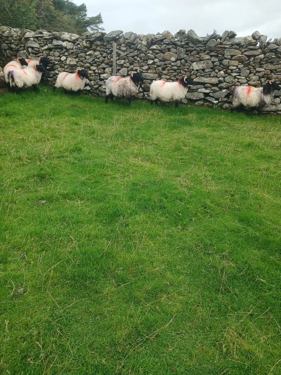 Mayo Mountain Ewe Hoggets - Image 2