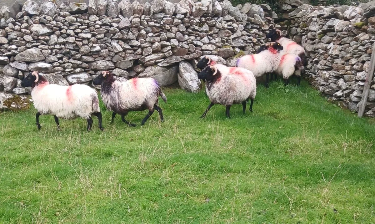 Mayo Mountain Ewe Hoggets - Image 3