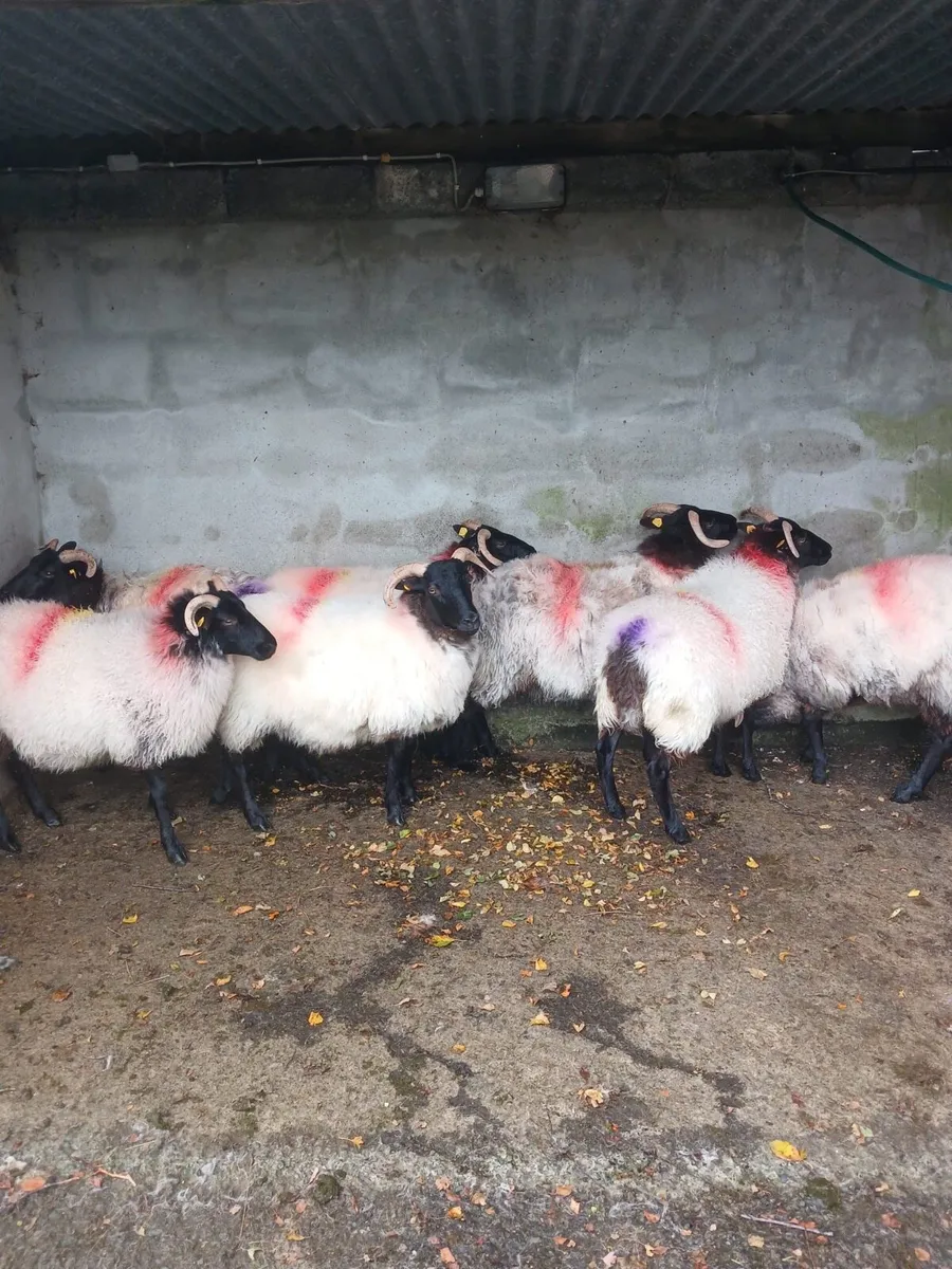 Mayo Mountain Ewe Hoggets - Image 4