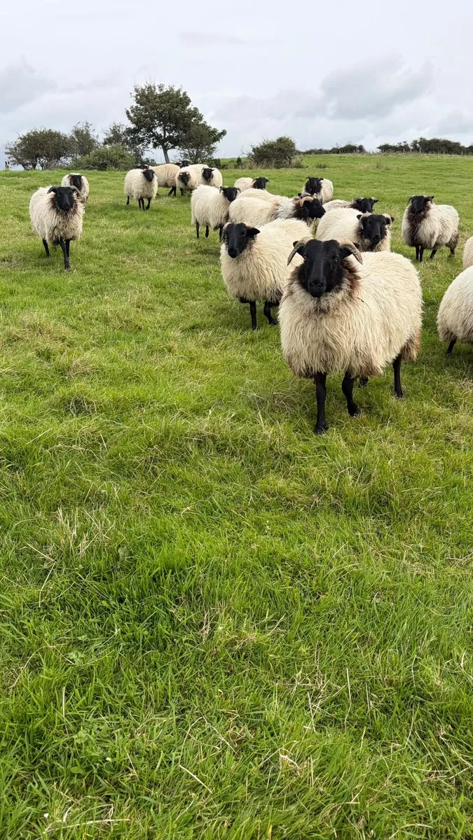 26 Mountain Ewe lambs - Image 4