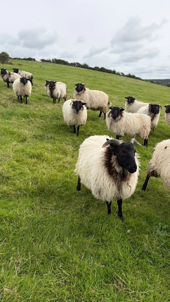 26 Mountain Ewe lambs - Image 2