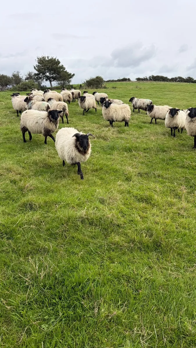 26 Mountain Ewe lambs - Image 1