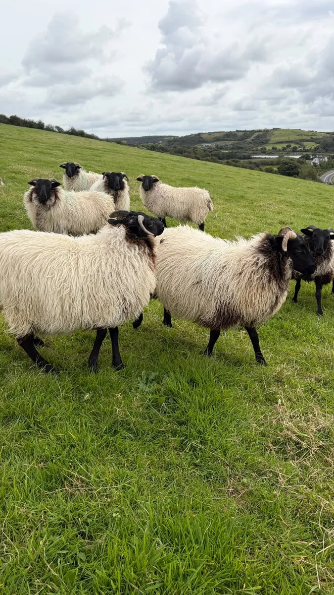26 Mountain Ewe lambs - Image 3