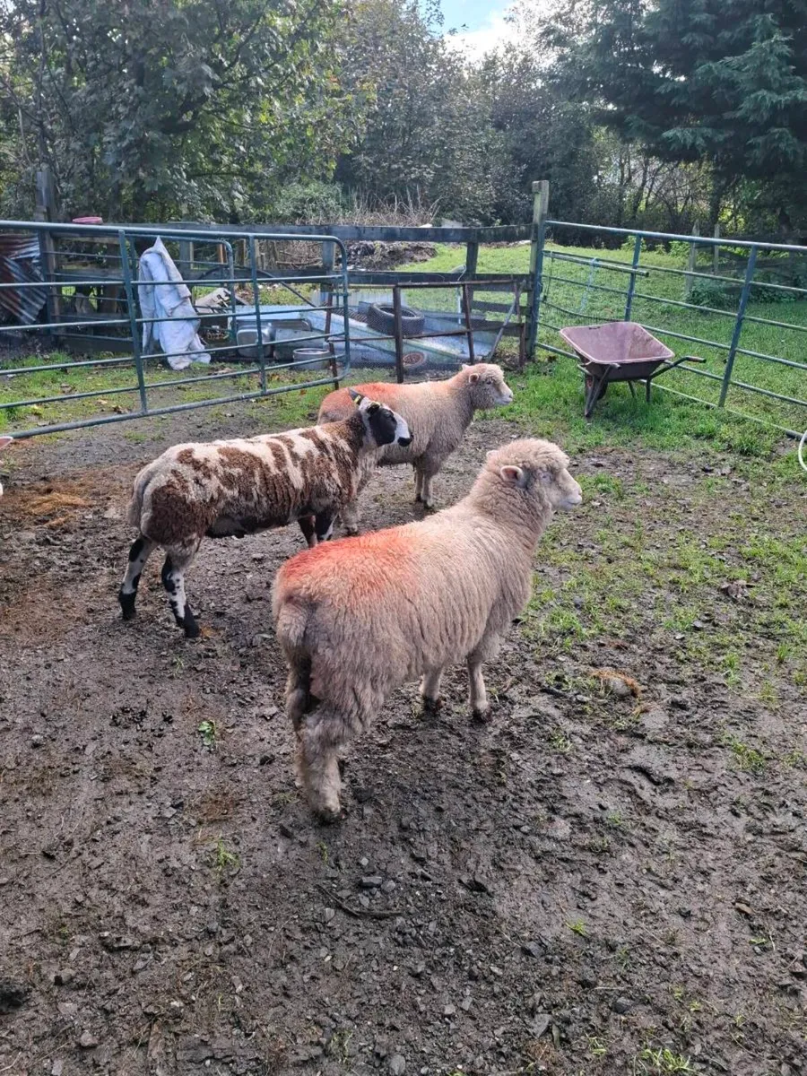Sheep - Image 1