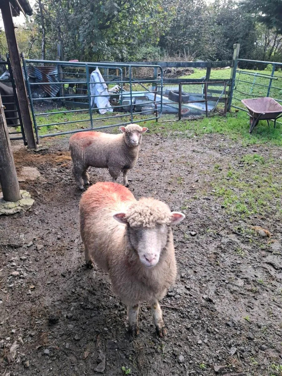 Sheep - Image 2