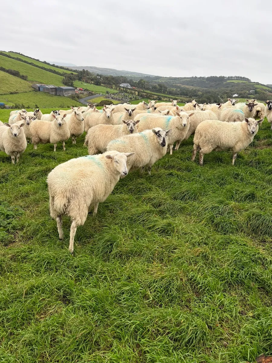 41 Crosbred Ewe lambs - Image 1