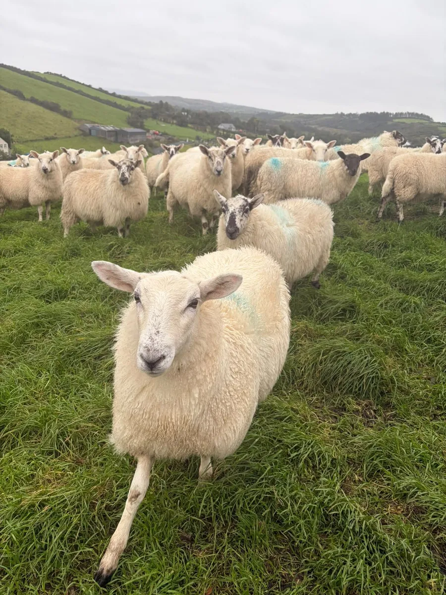 41 Crosbred Ewe lambs - Image 2