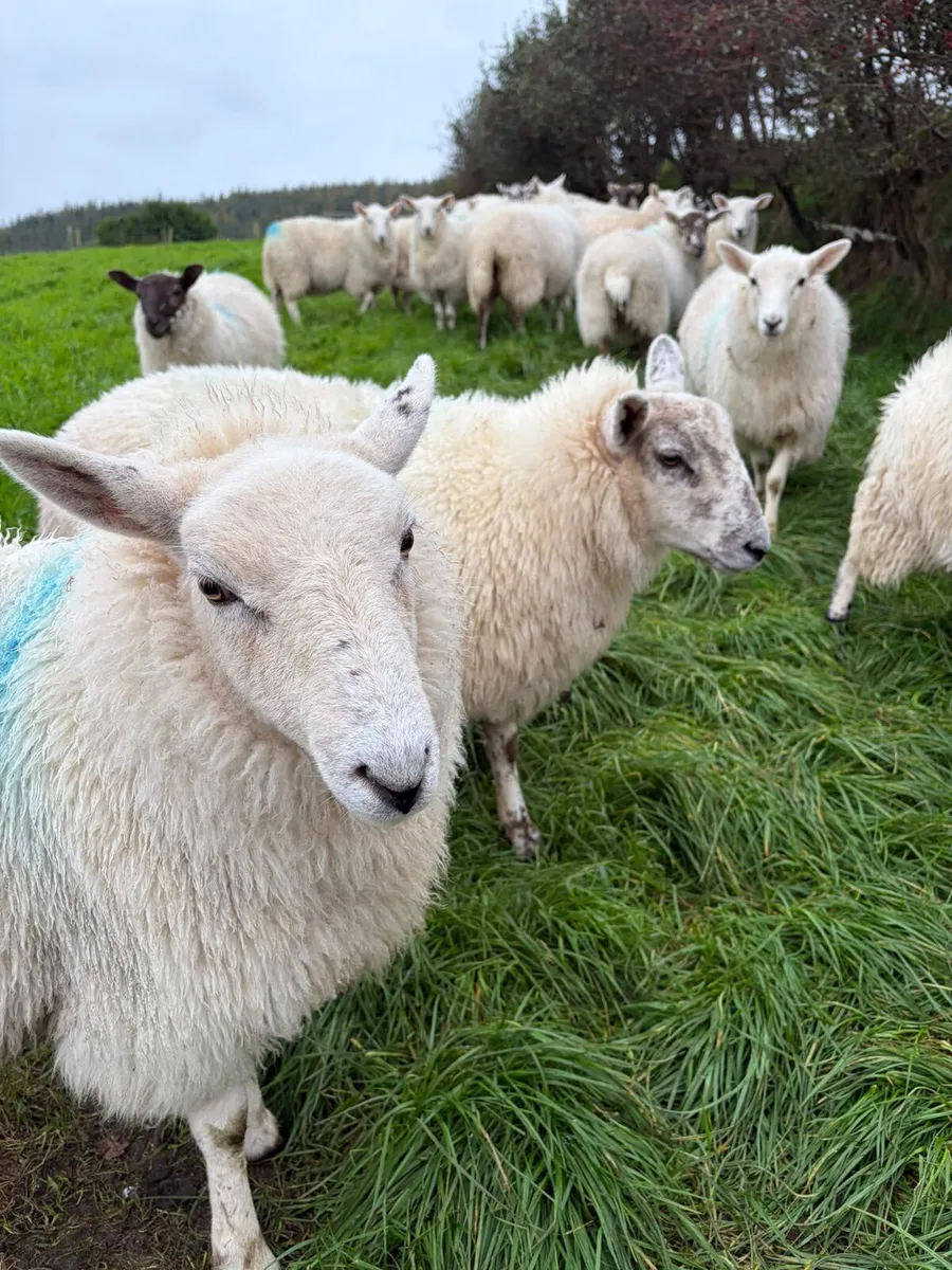 41 Crosbred Ewe lambs - Image 3