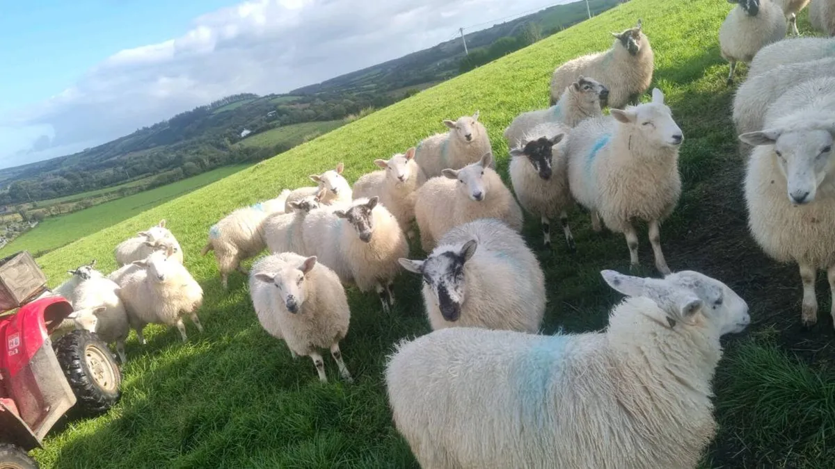 41 Crosbred Ewe lambs - Image 4