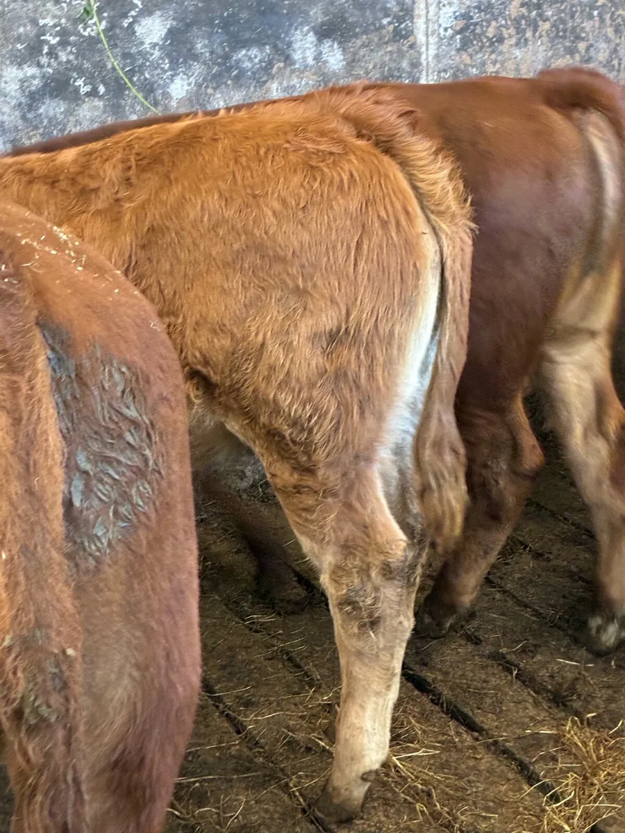 SUPER QUALITY LMX  BULL WEANLINGS 300KG - Image 2
