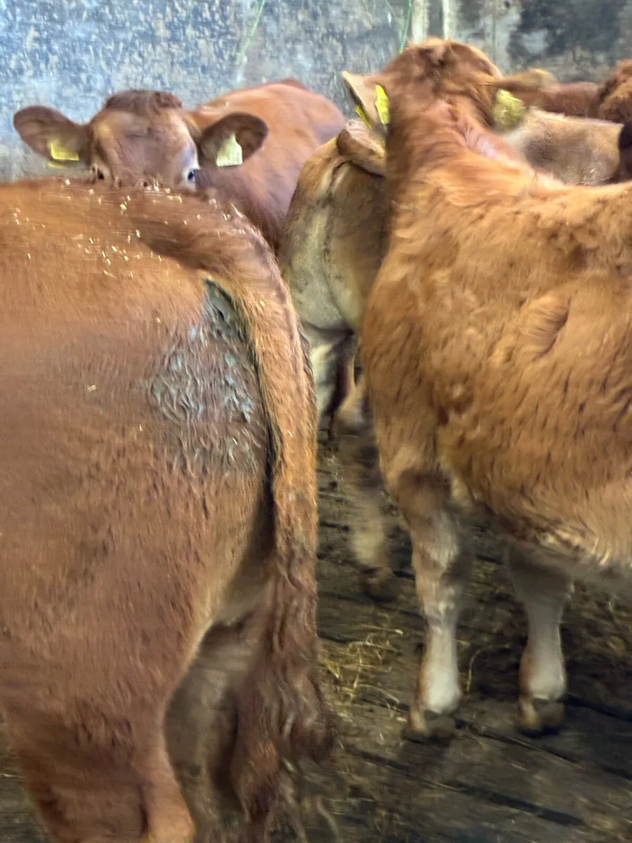 SUPER QUALITY LMX  BULL WEANLINGS 300KG - Image 4