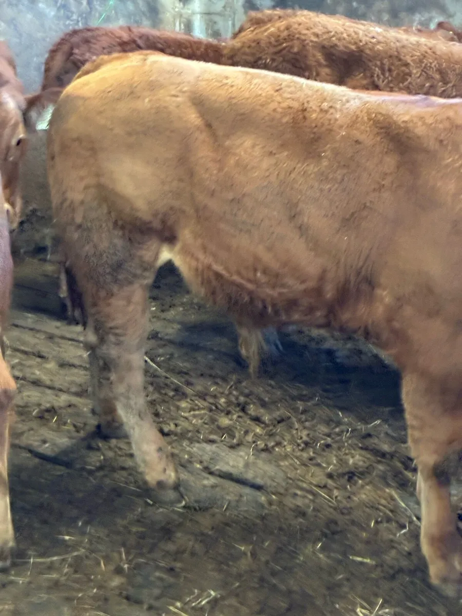 SUPER QUALITY LMX  BULL WEANLINGS 300KG - Image 3