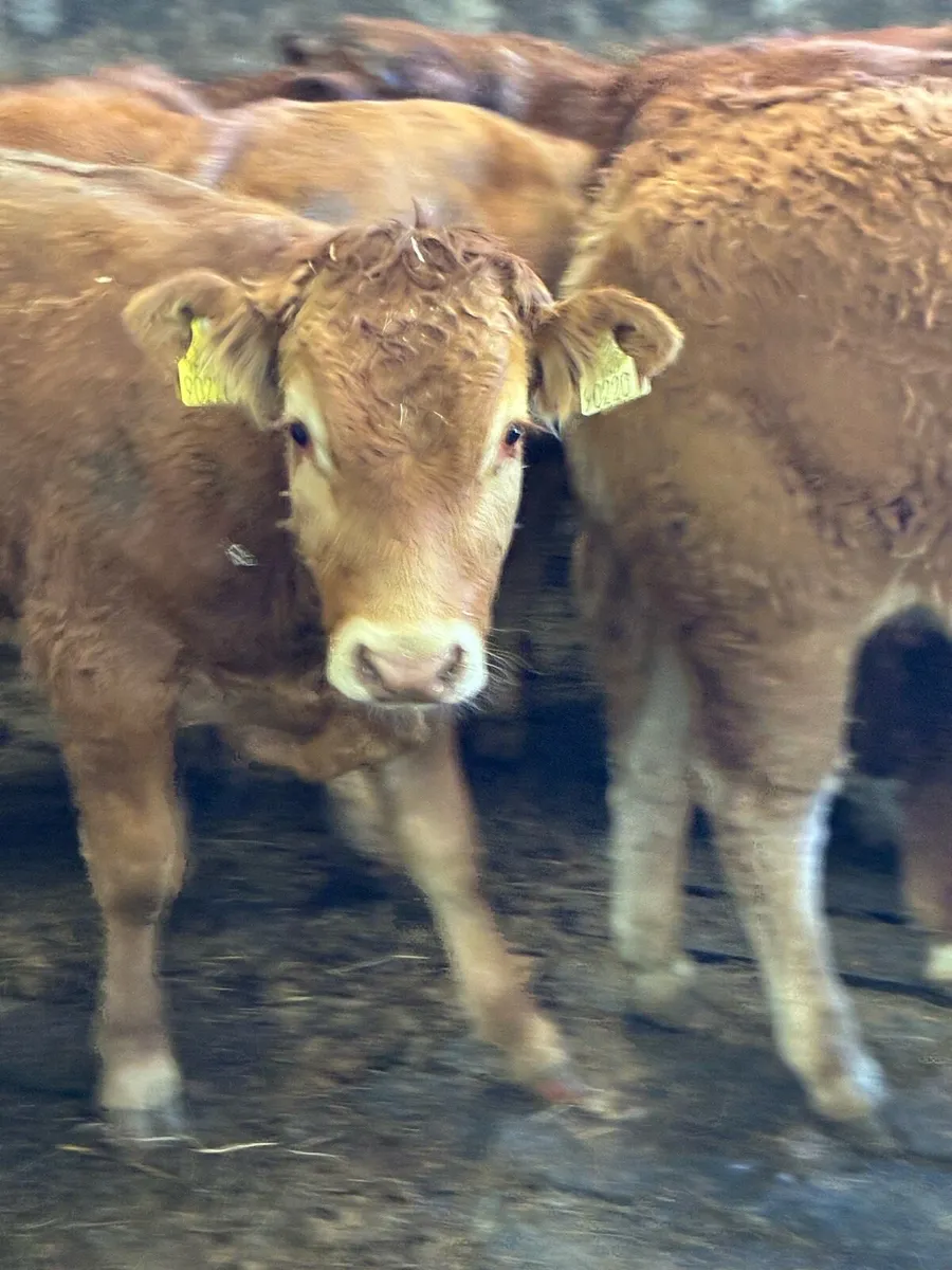 SUPER QUALITY LMX  BULL WEANLINGS 300KG - Image 1