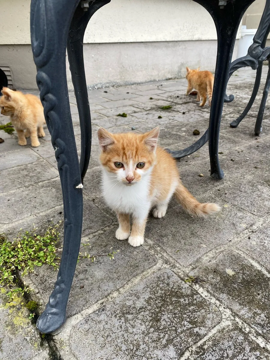 Cats - Image 1