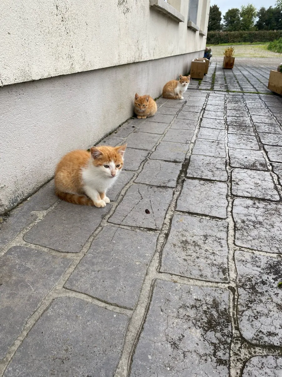 Cats - Image 2