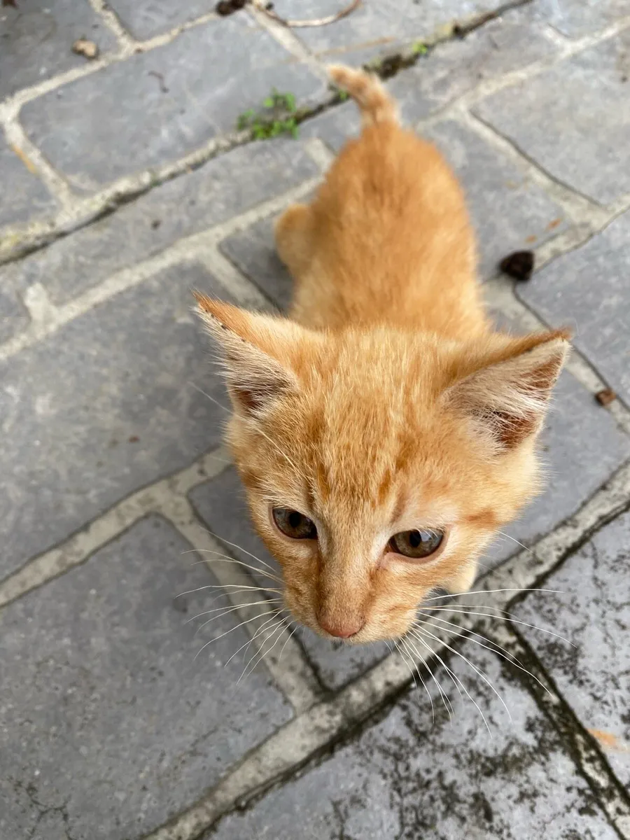 Cats - Image 3