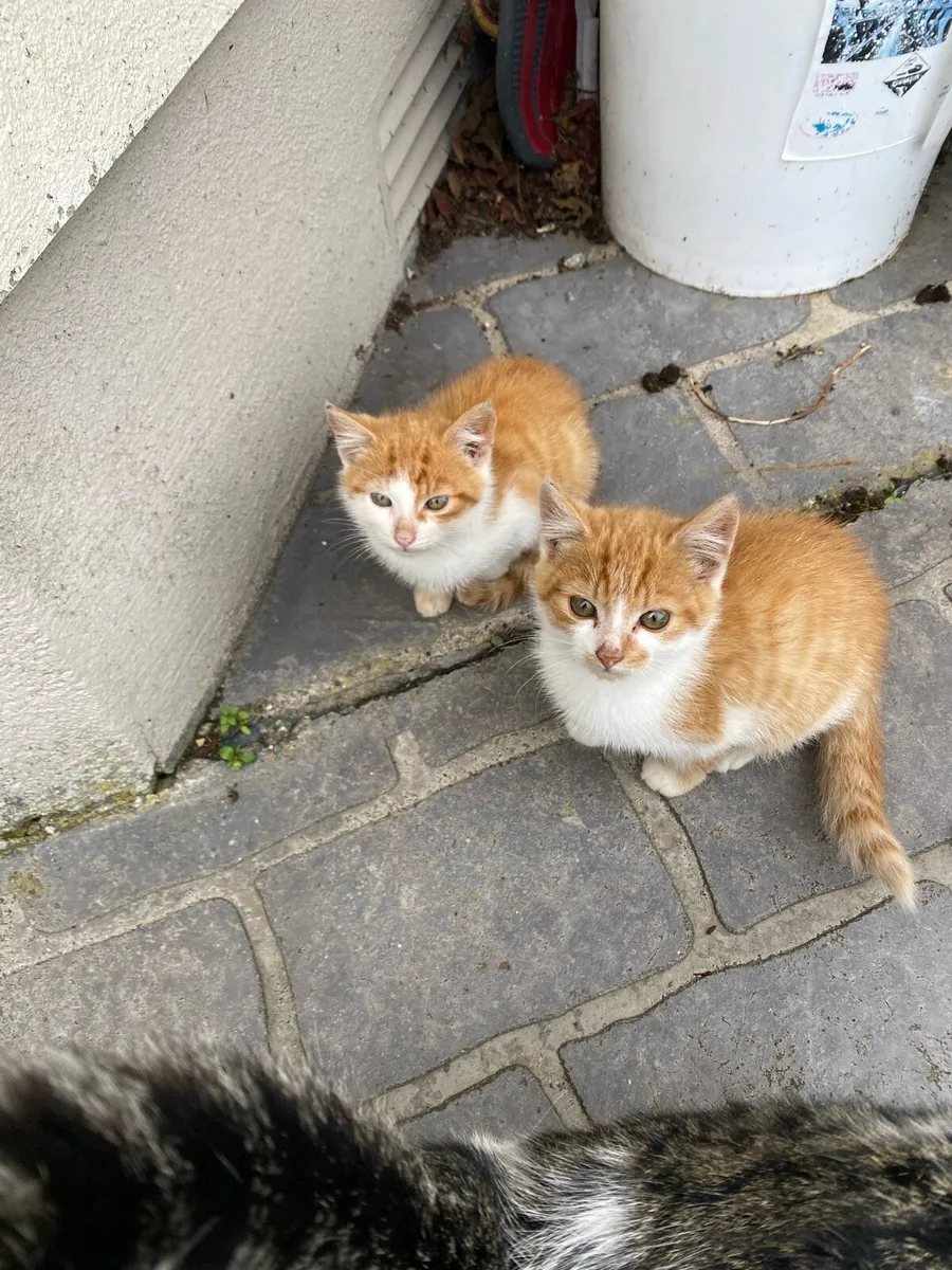 Cats - Image 4