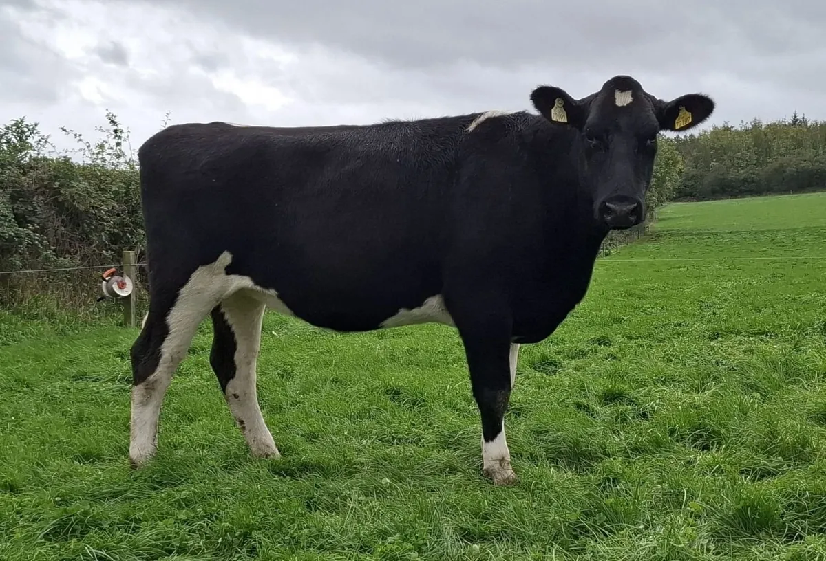 Friesian - Mountain Online Sale - Image 4