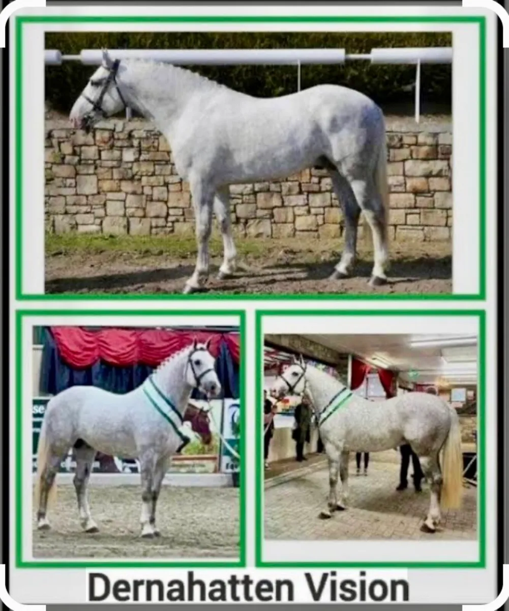Rising 3 Gelding - Image 2