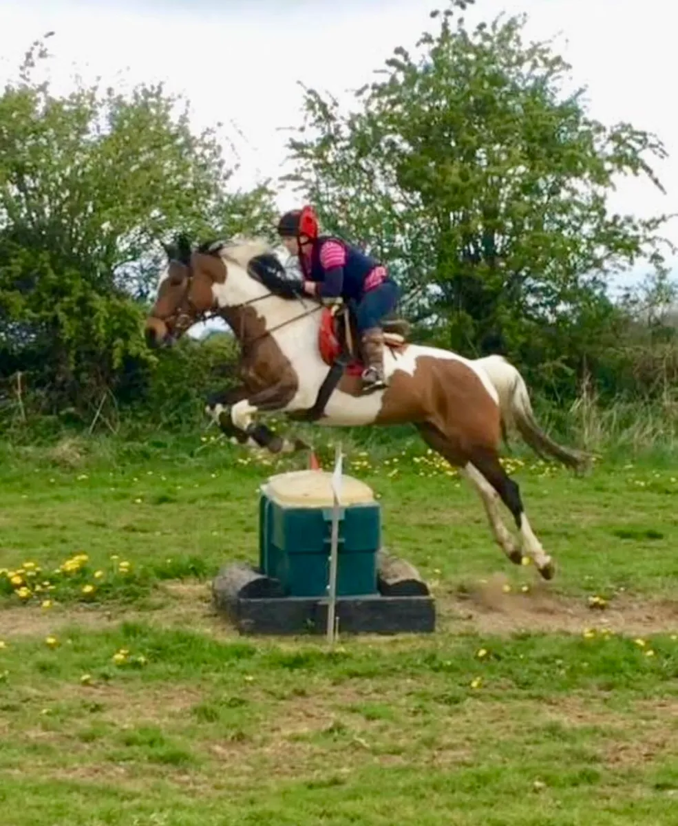 Rising 3 Gelding - Image 3