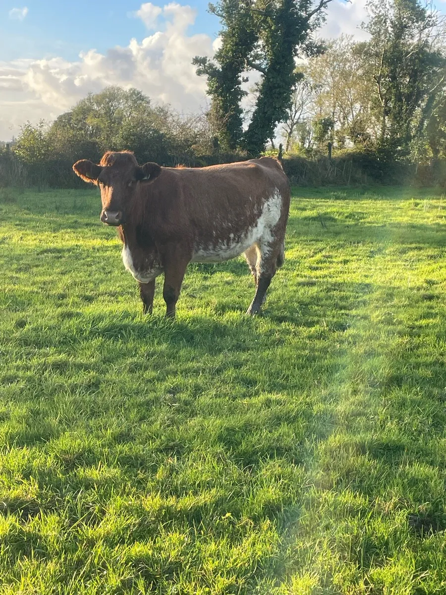 Super 5⭐️genotyped roan Incalf heifer - Image 1