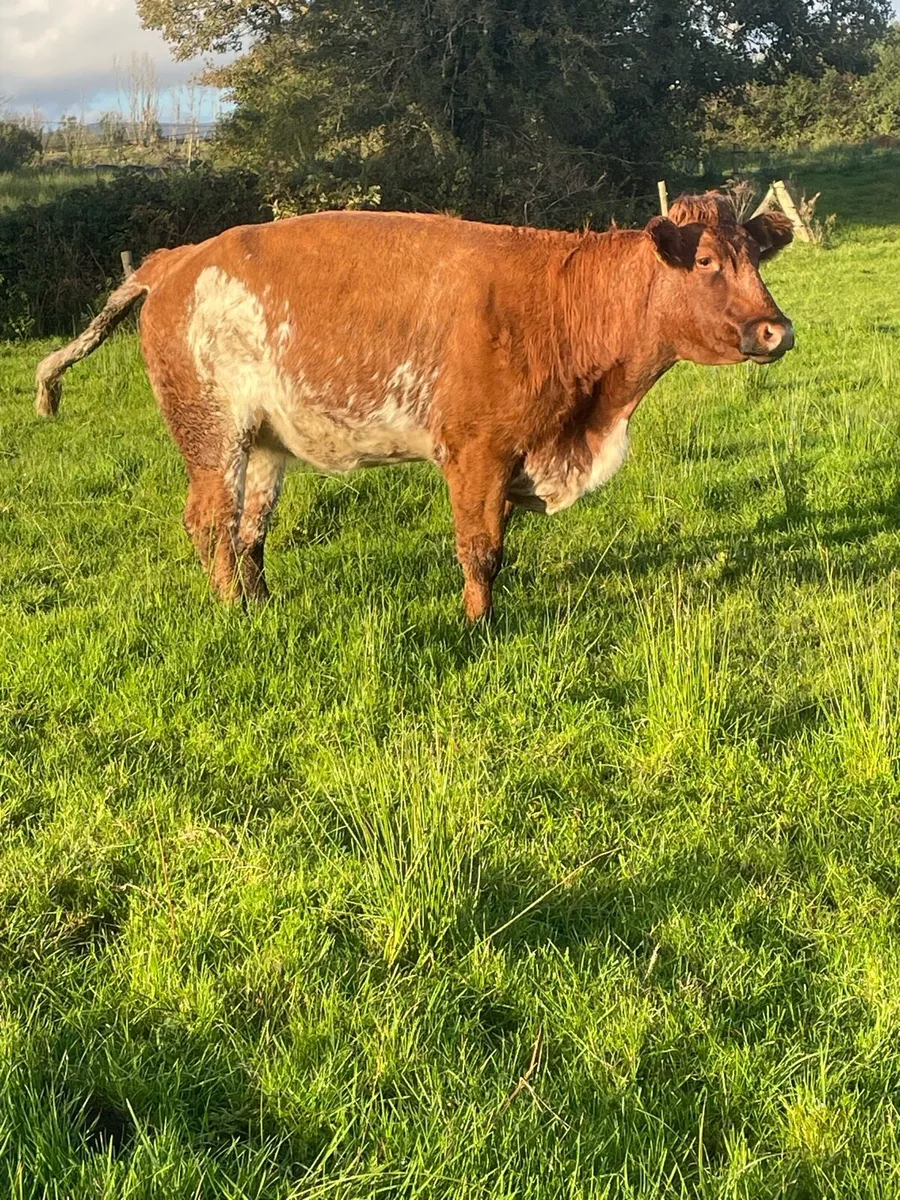 Super 5⭐️genotyped roan Incalf heifer - Image 2