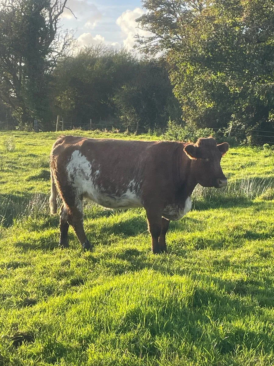 Super 5⭐️genotyped roan Incalf heifer - Image 3