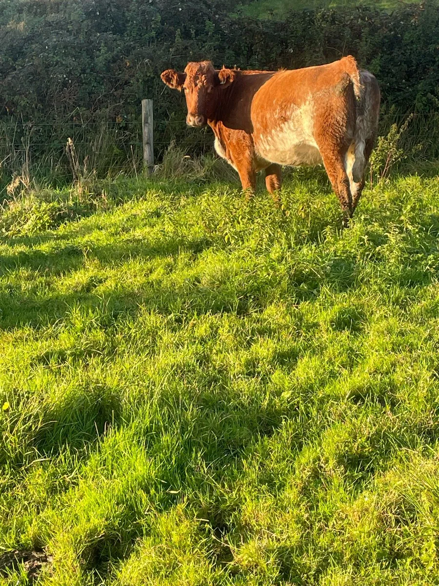 Super 5⭐️genotyped roan Incalf heifer - Image 4