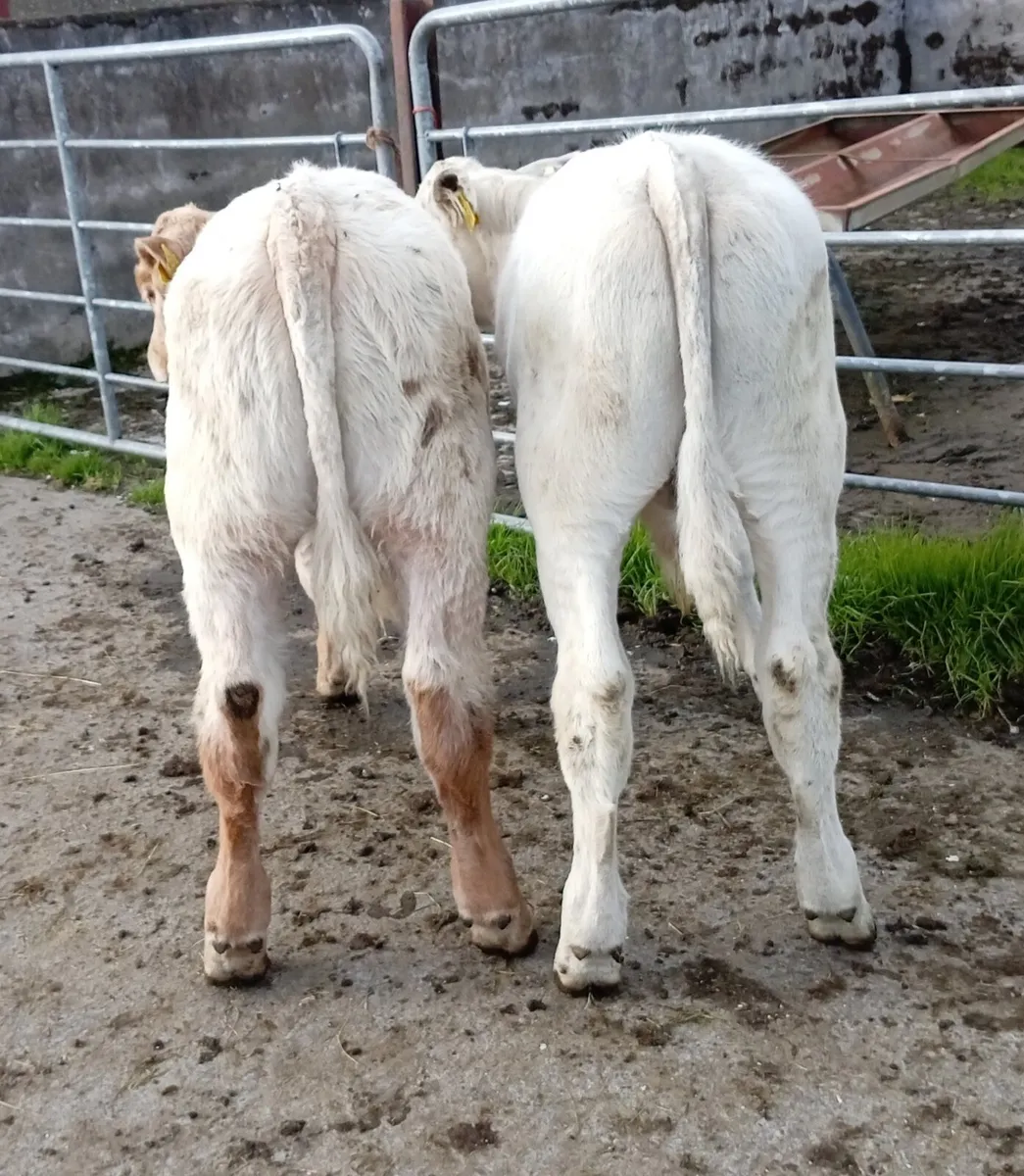 CHAROLAIS BULL  RUNNERS - Image 2