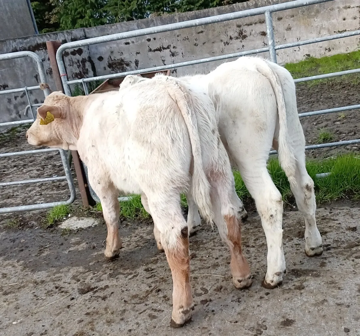 CHAROLAIS BULL  RUNNERS - Image 3