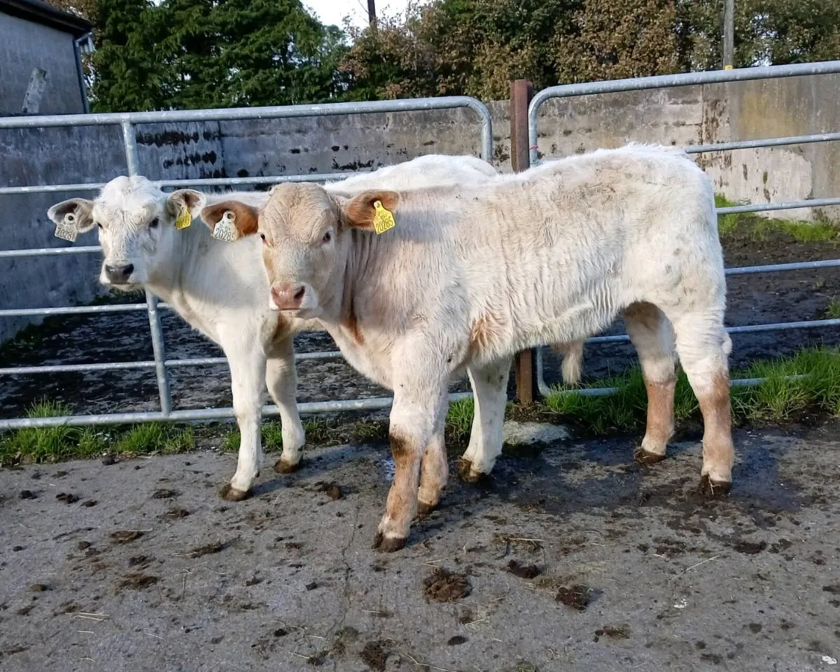 CHAROLAIS BULL  RUNNERS - Image 1